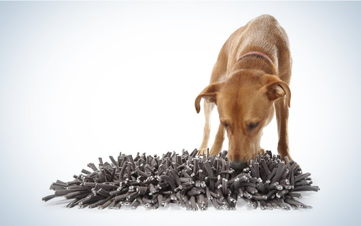  dog searching for treats in a gray rug