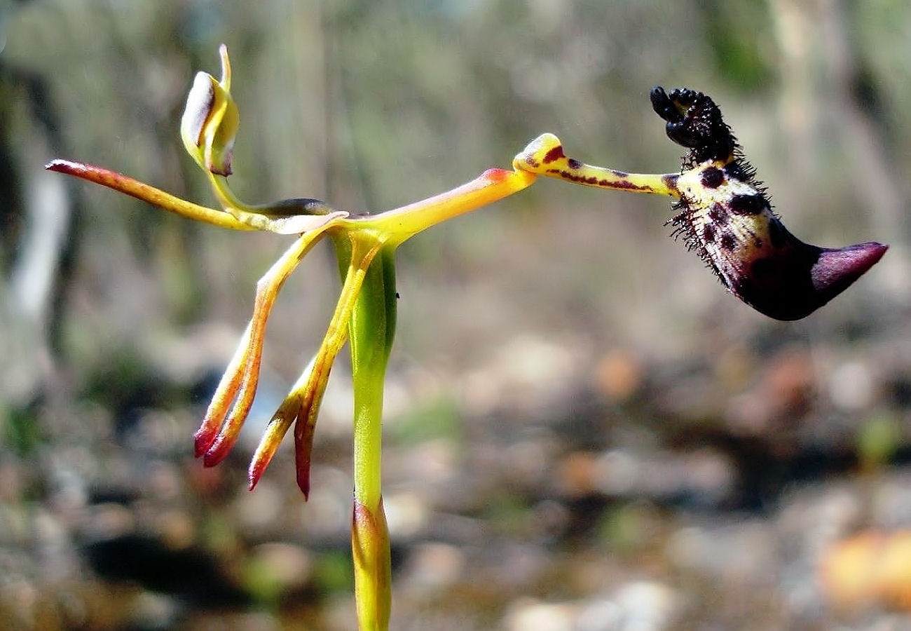 drakaea livida orchid being pollinated by a thynnine wasp