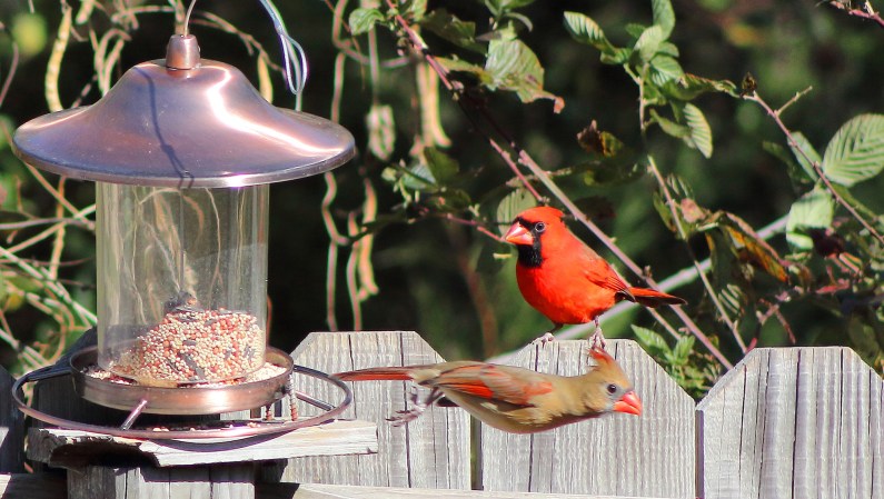 best bird feeders