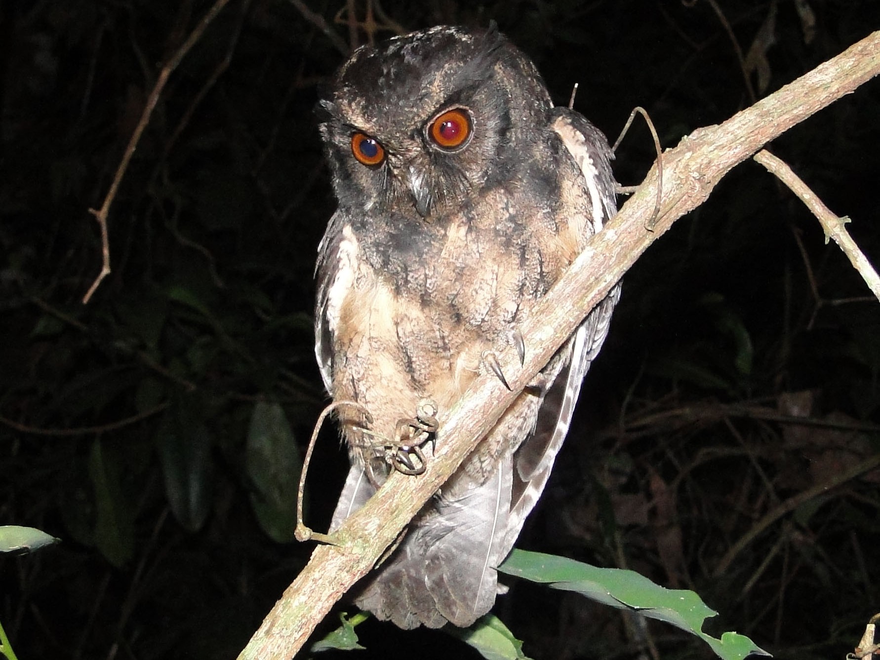 A Brazilian Belém screech owl (Megascops ater)