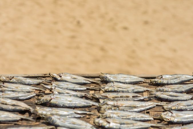 Raw fish on beach drying rack