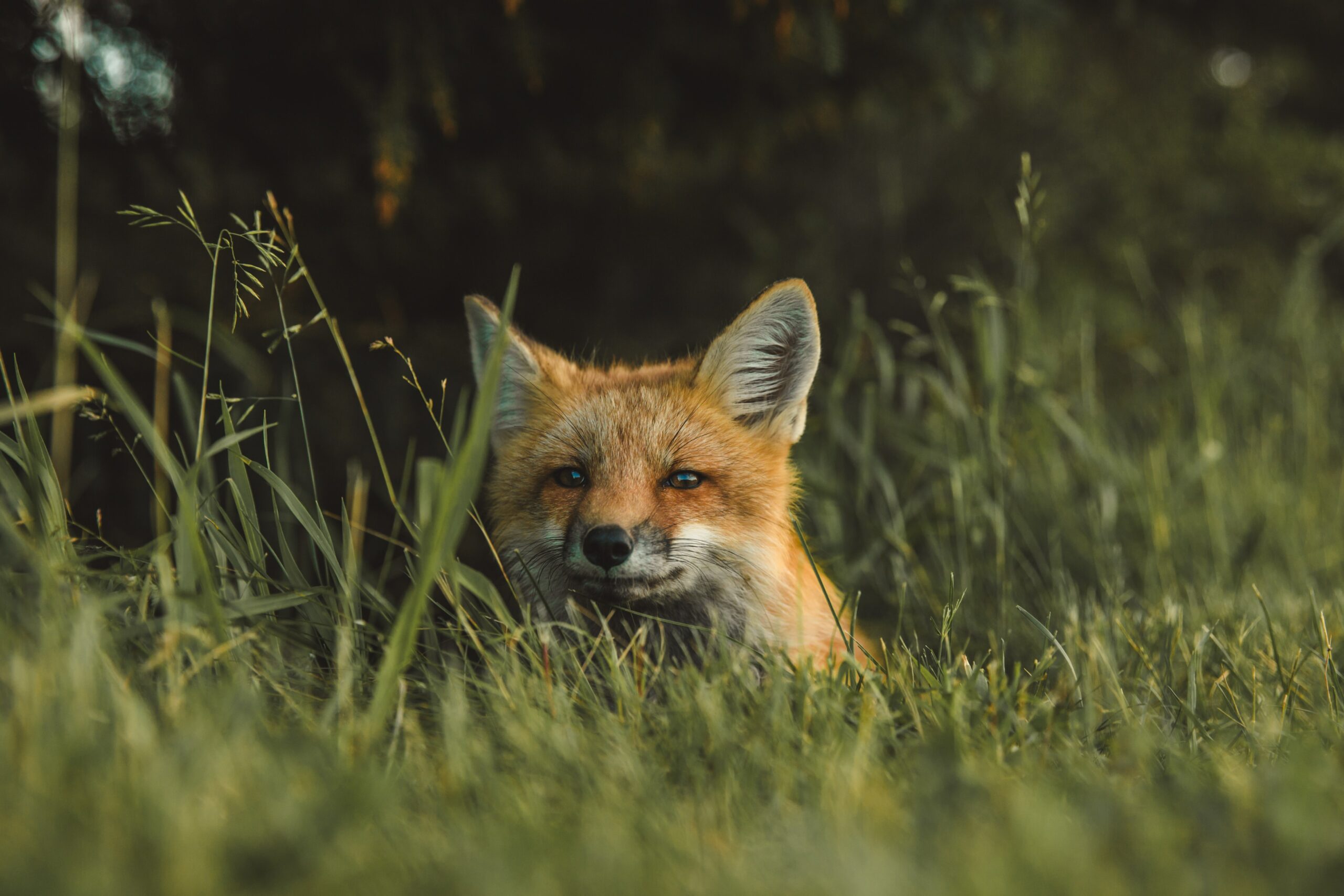 A fox sitting in some grass.