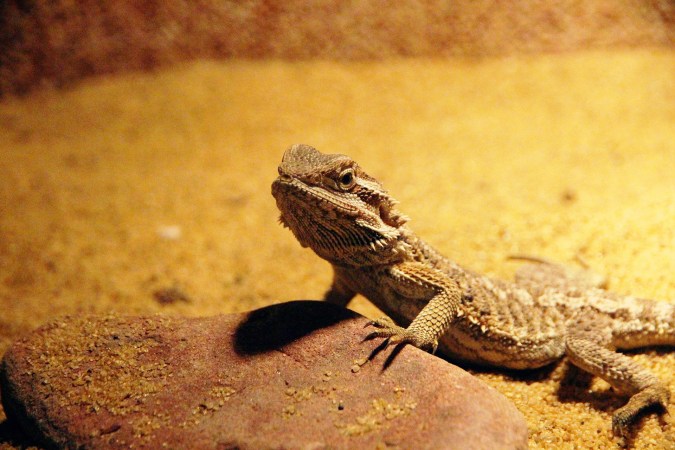 Bearded dragon