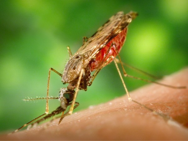 A closeup of a mosquito