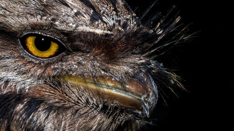 A tawny frogmouth bird.