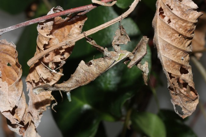 An image of the praying mantis surrounded by leaves.