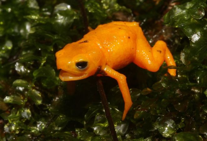 pumpkin toadlet brachycelphalus rotenbergae with mouth open