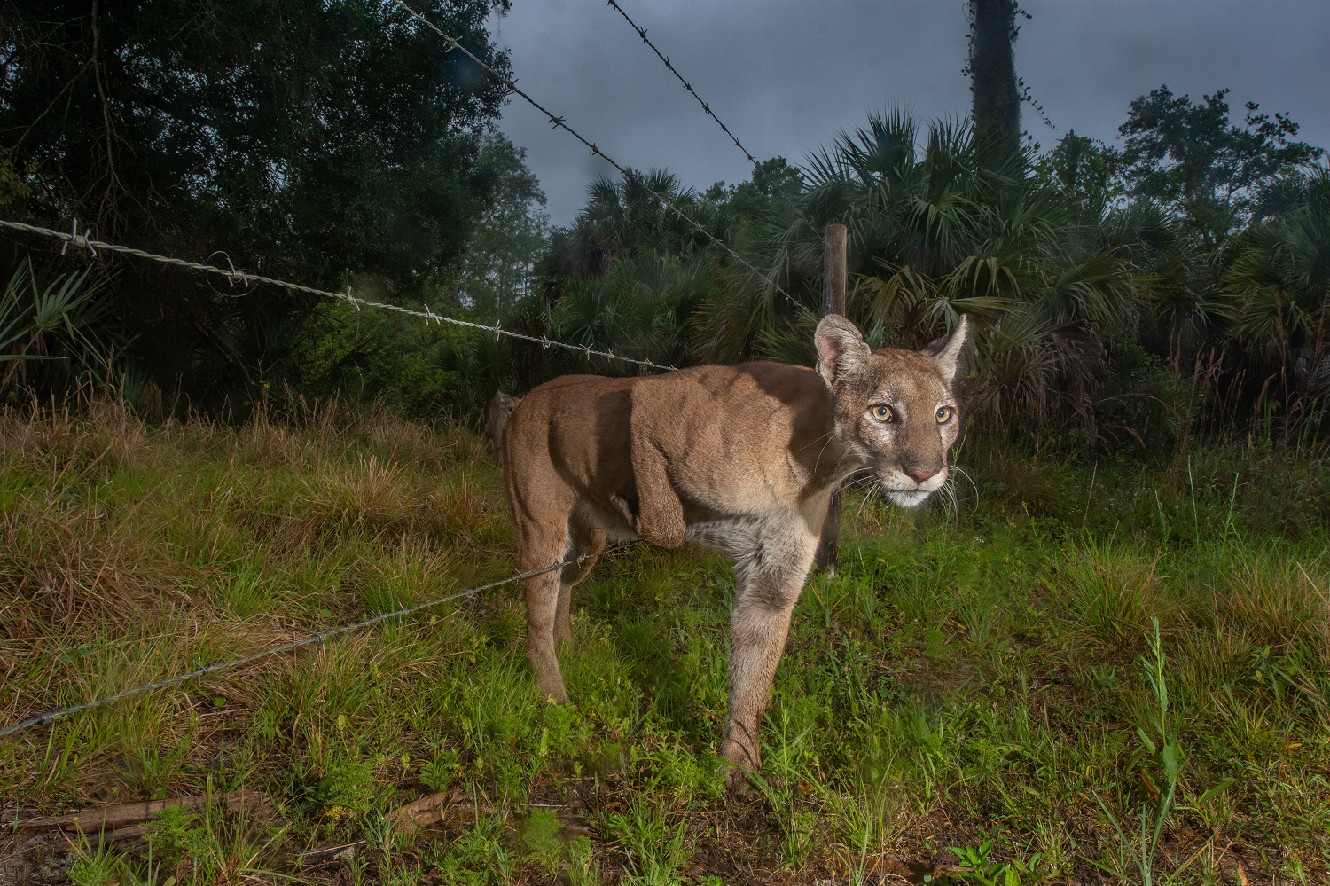 Florida panther and kitten going through wire fence