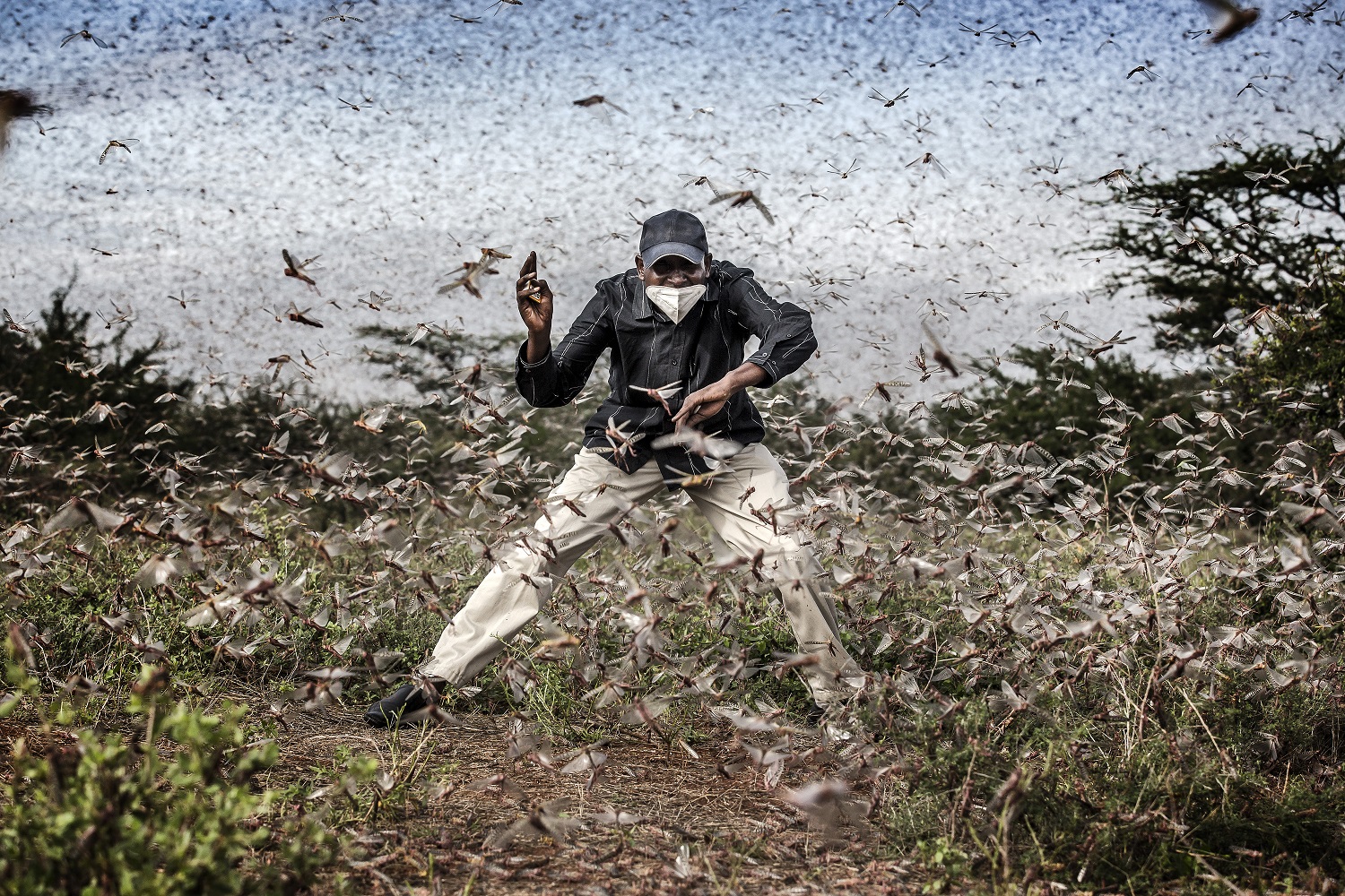 Man in a blue hat and shirt in a cloud of locust grasshoppers