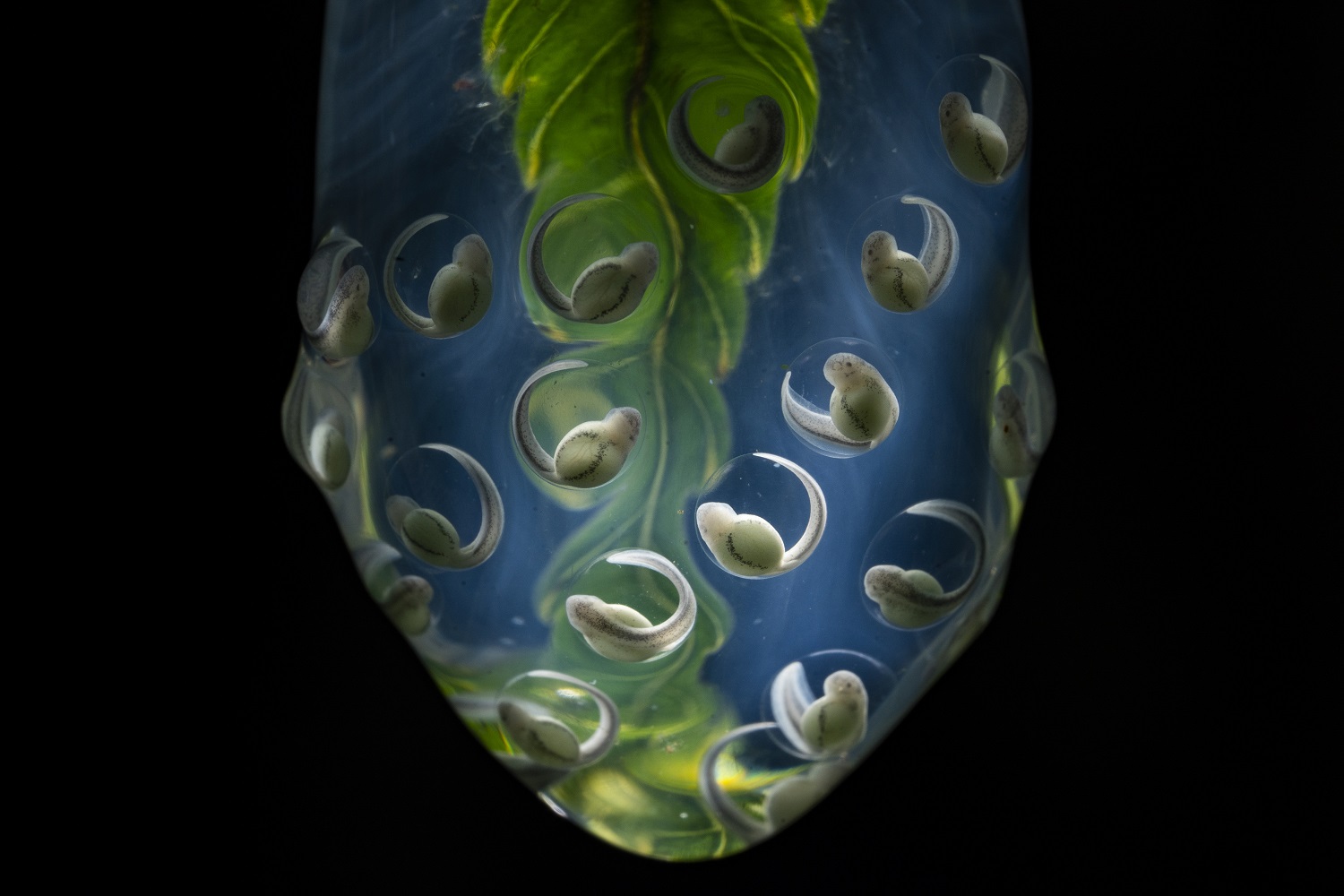 Glass frog eggs on a leaf tip