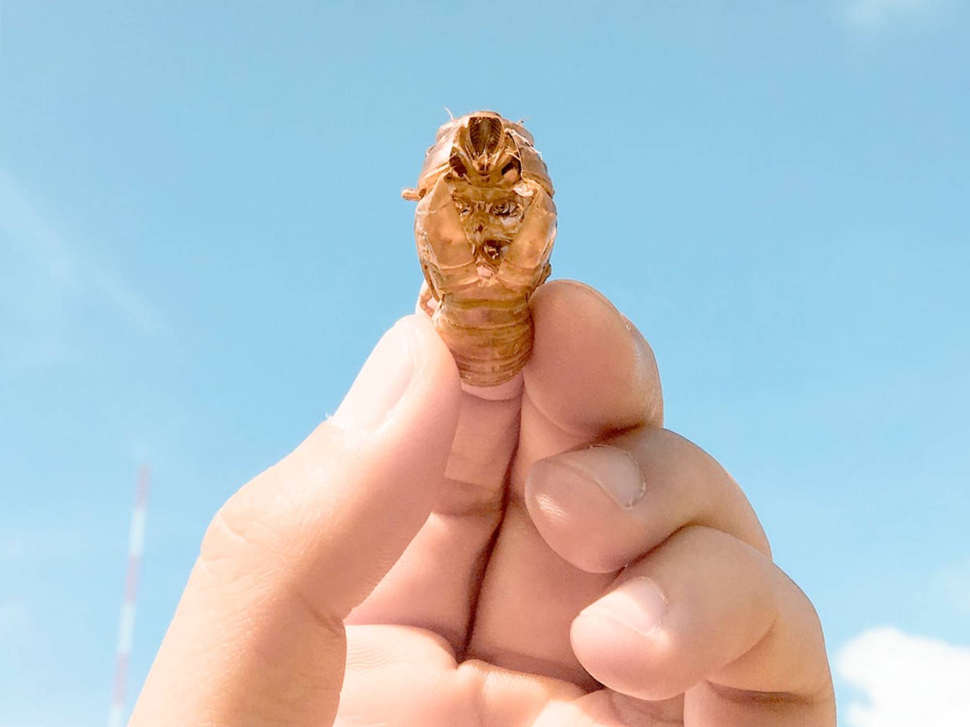 hand holding a cicada against the sky