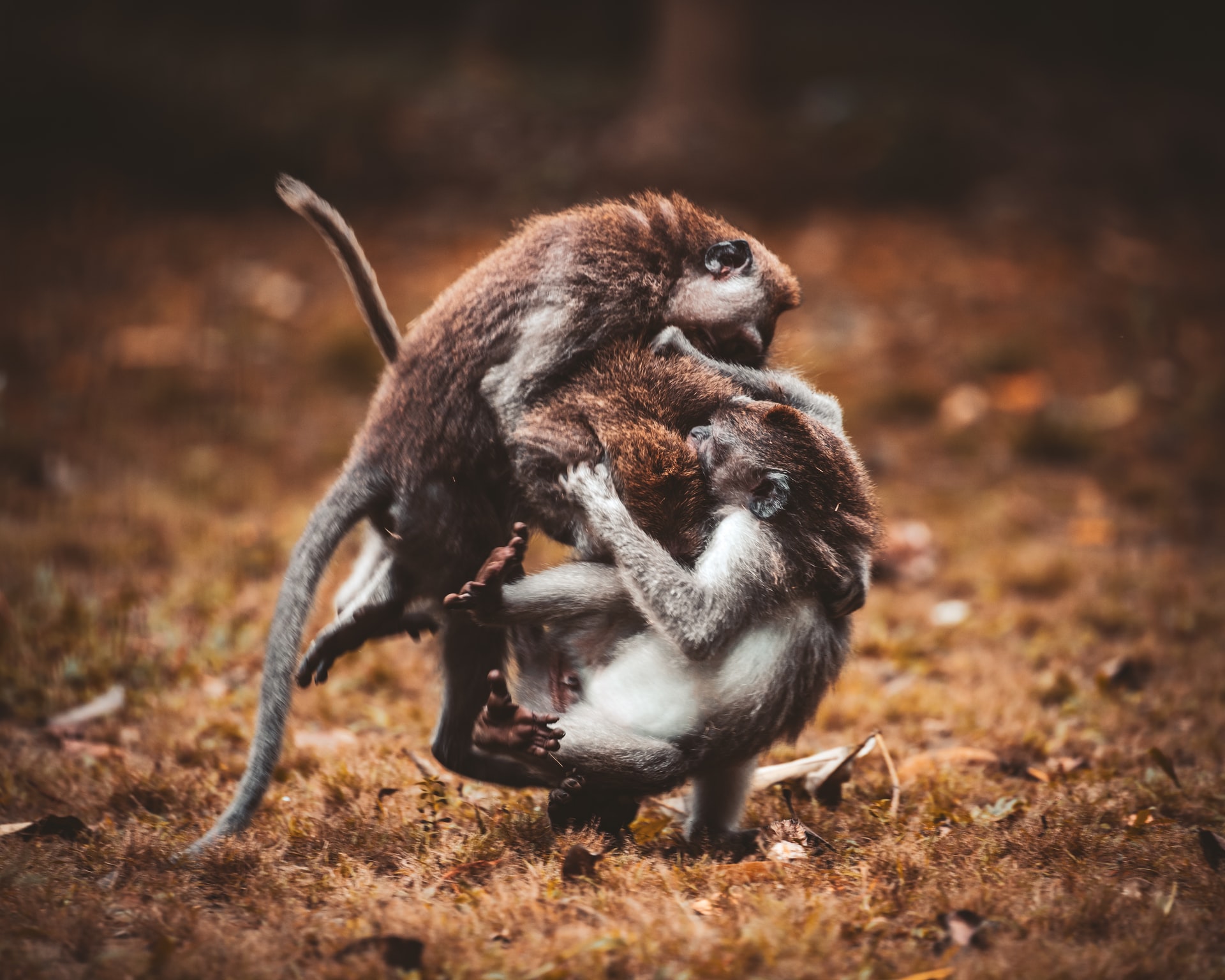 A tangle of macaque monkeys.