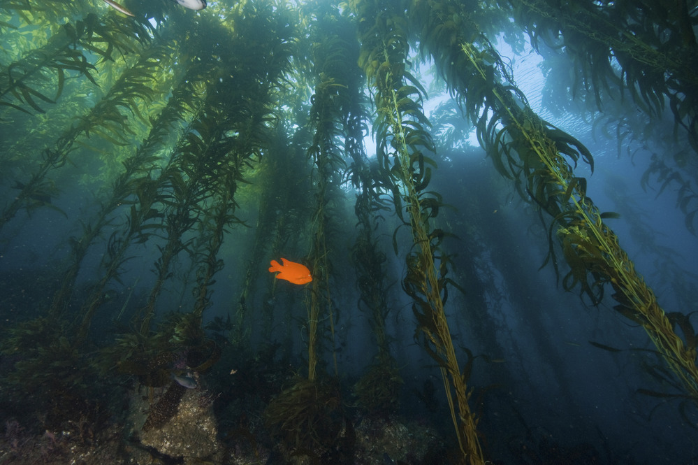 A Garibaldi fish swims through a California kelp forest.