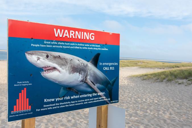 This fake beach is a magnet for tourists—and peaceful endangered sharks