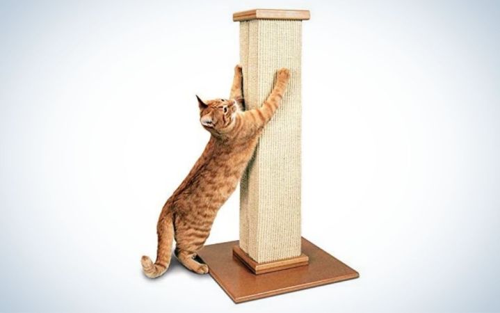  Beige cat scratching post and a brown cat