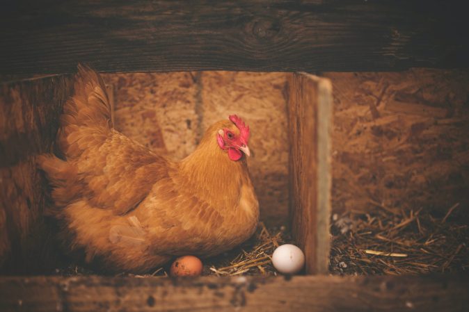 A Brown hen sits on a nest of straw and one brown egg in a particle board compartment. A white egg sits nearby.