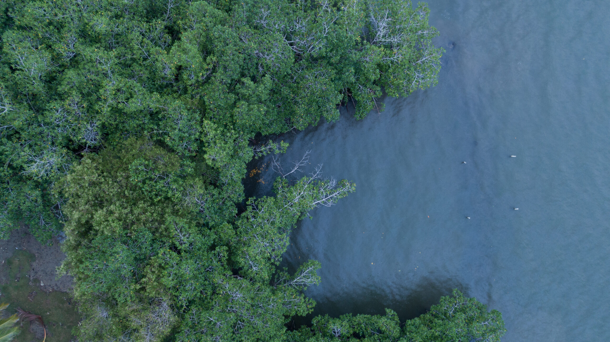 Aerial view of Colombian mangroves.