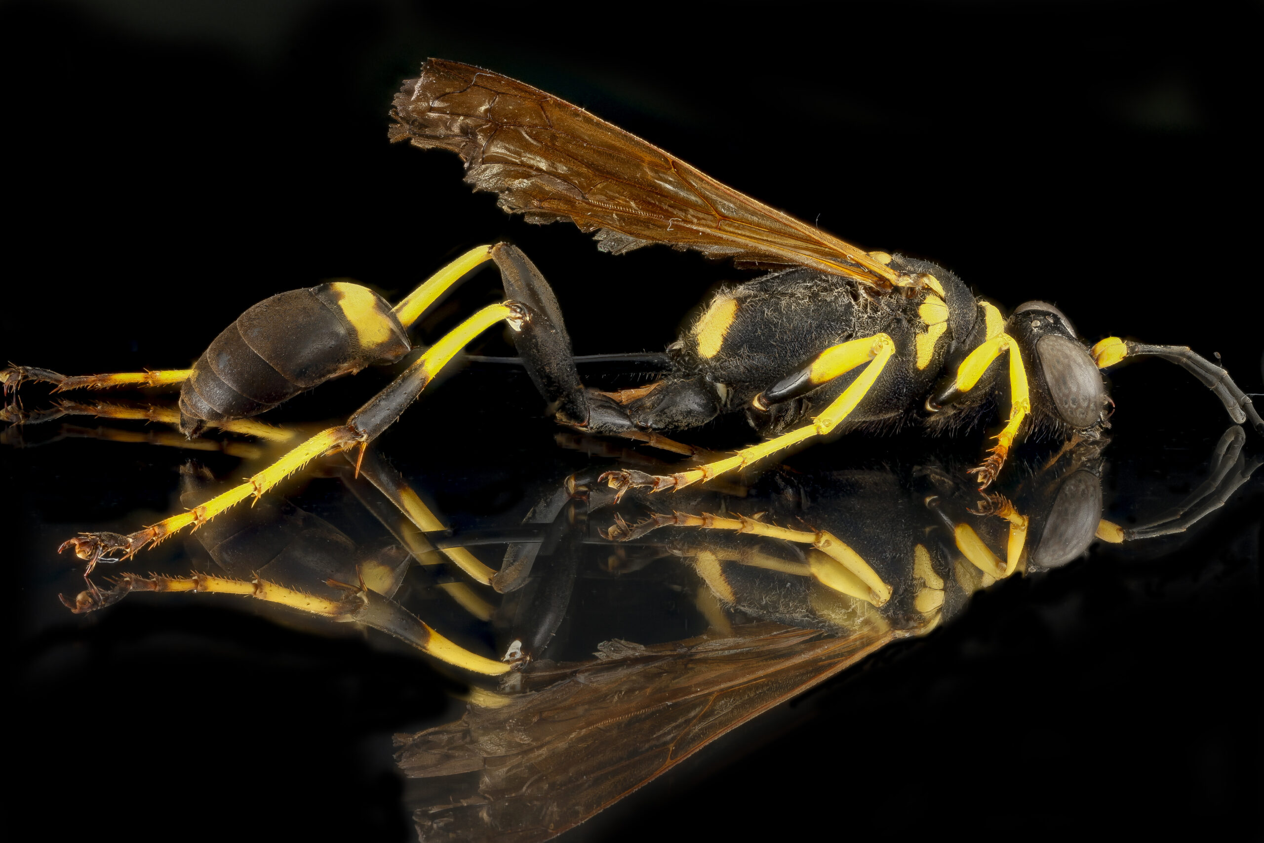 A pinned and posed yellow and black wasp with amber colored wings and a long, threadlike waist sits against a black, reflective background.