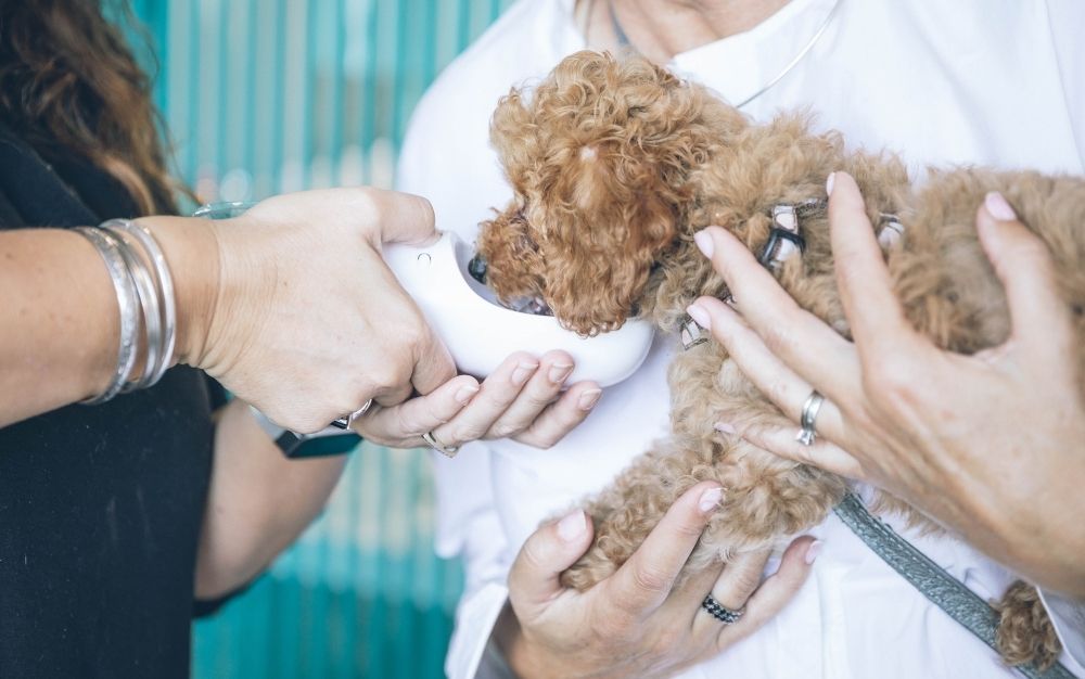 A small puppy gets a refreshing drink from the best dog water bottle, thanks to its (human) mom and dad.