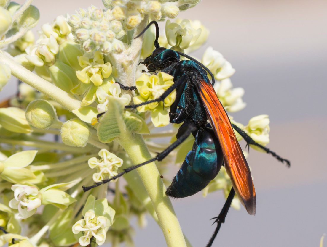 Why certain bees and wasps are more likely to sting you | Popular Science