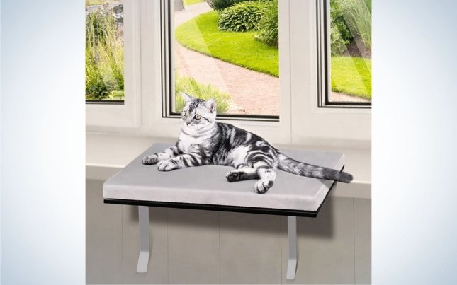 A whiter gray cat is lying on a gray support on a window sill.