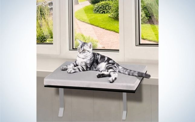 A whiter gray cat is lying on a gray support on a window sill.