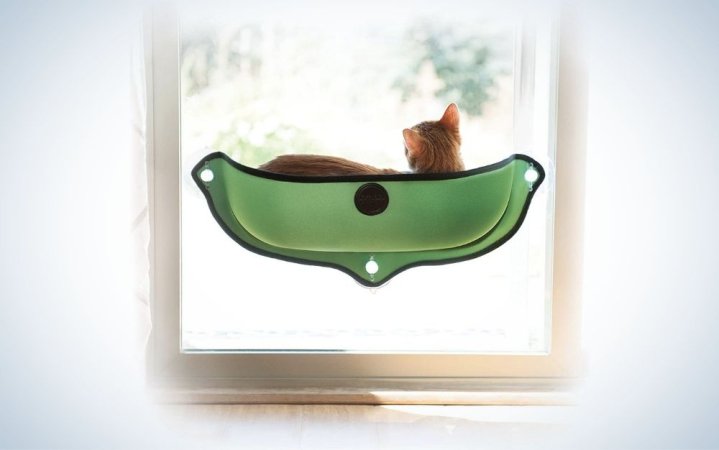  A small cat which is standing on a green seat, small and overlooking the window.