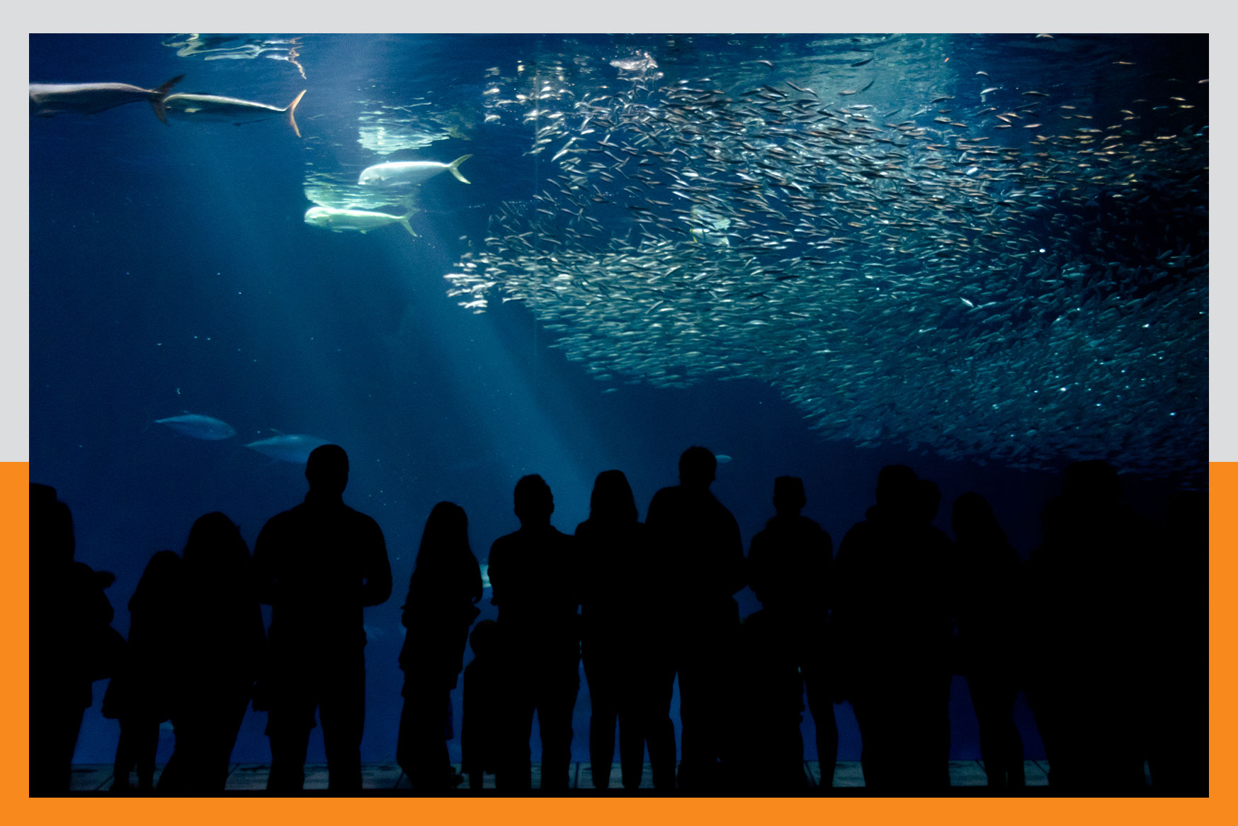 giant tank at monterey bay aquarium