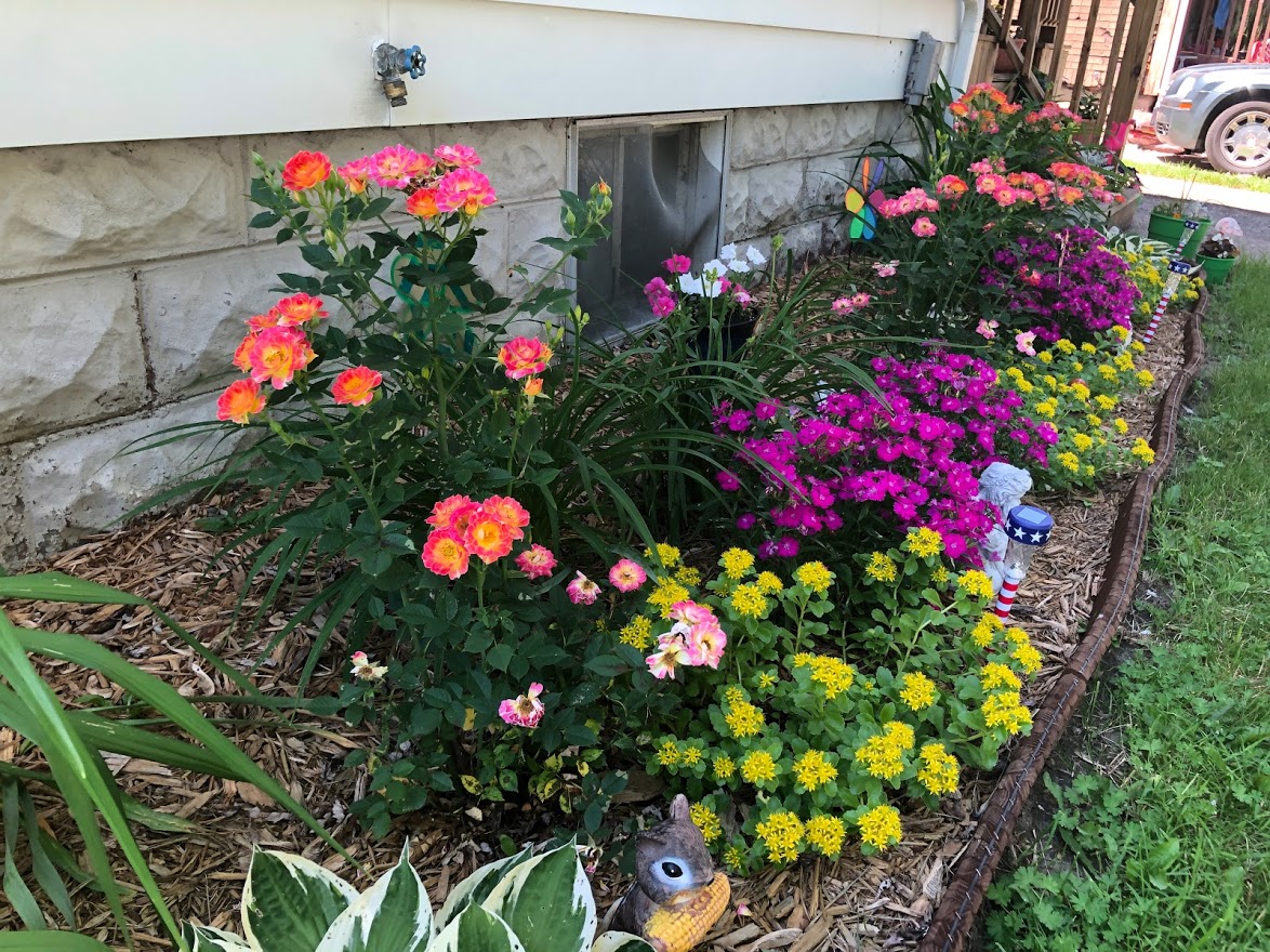 A flower bed in mulched with greyish-brown woodchips and planted with a crowded array of brightly colored ornamental flowers. Hot pink, lemon yellow, magenta, and white blossoms are visible.