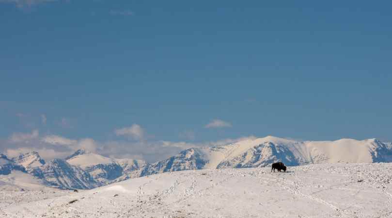 Bison foraging on a snowy mountain range