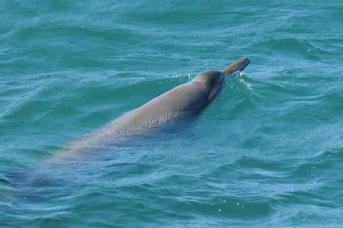 A breaching Sowerby's beaked whale.