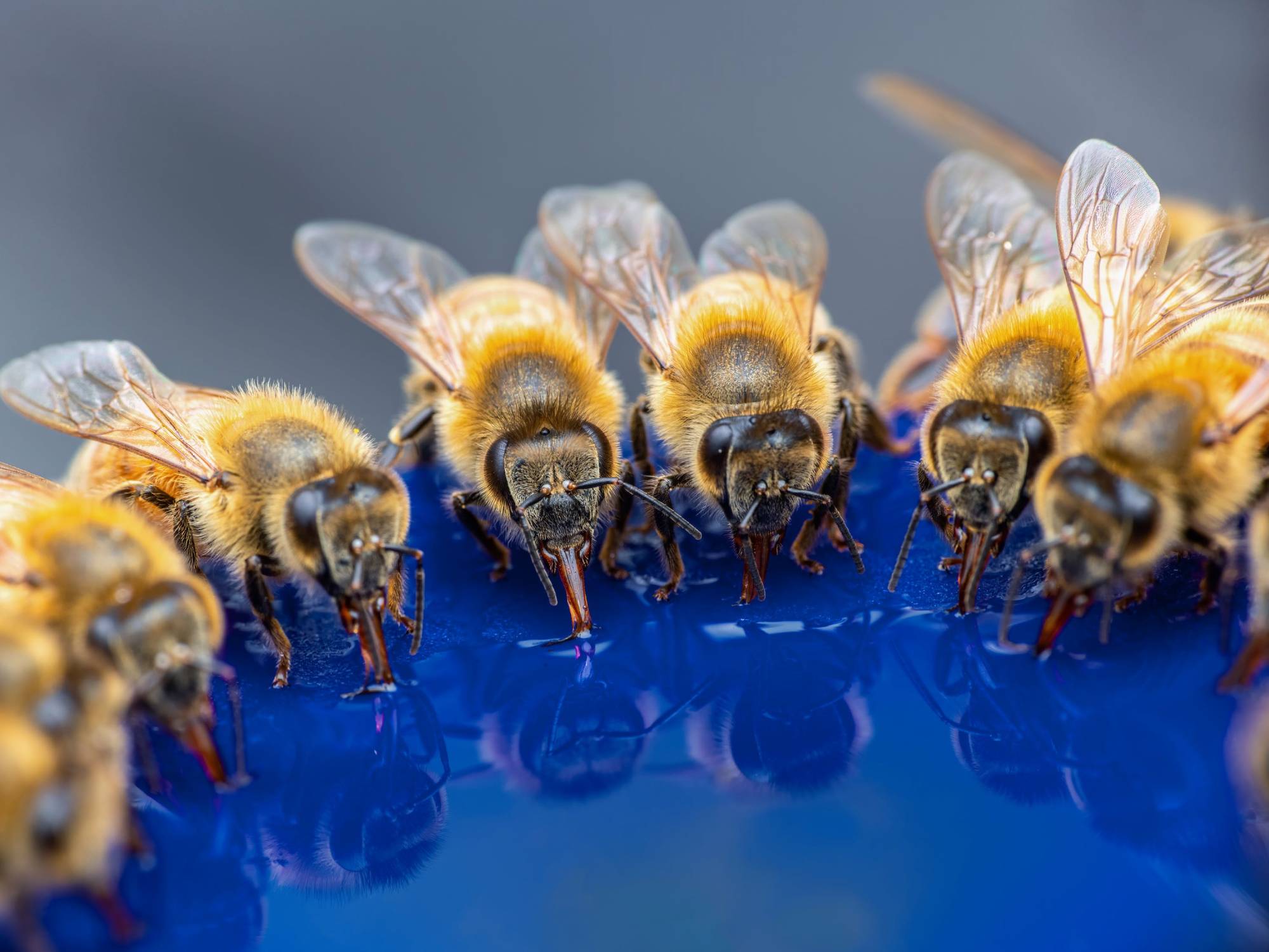 bees-drinking-nectar-from-feeder