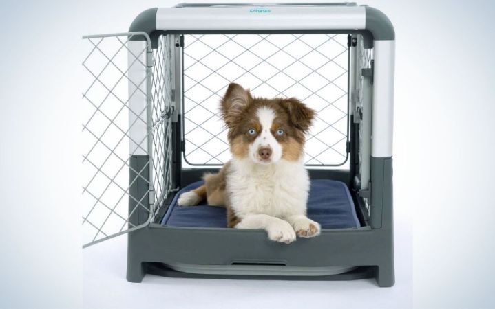  A small white and gray dog ​​that sits and is positioned in a metal dog cage and visible from the outside.