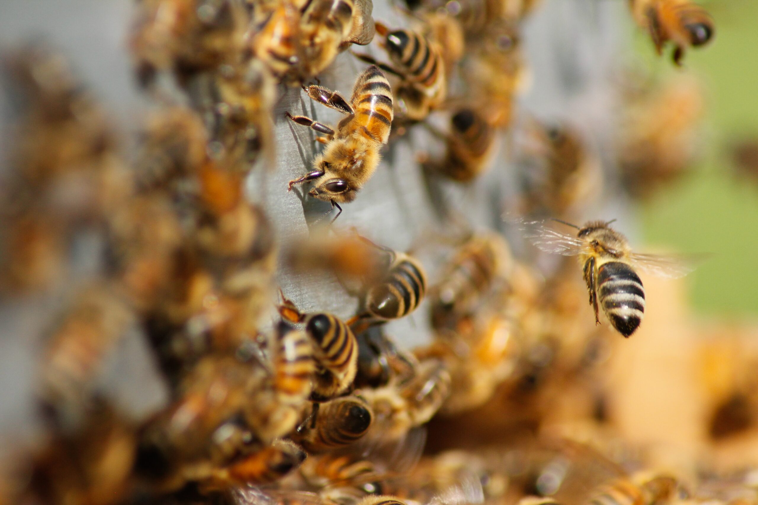 honey bees swarming