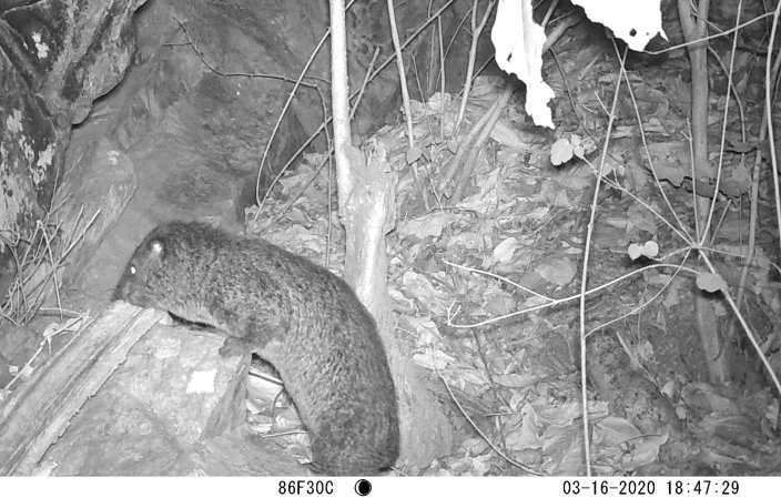 A furry looking, ground-hog like creature climbs onto a rock from the forest floor surrounded by leaf litter and tree saplings at night.