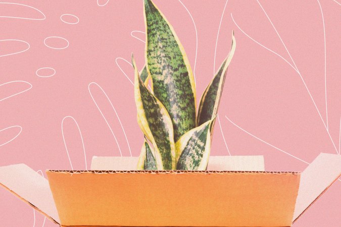 A snake plant sitting in an open cardboard box, ready for shipping.