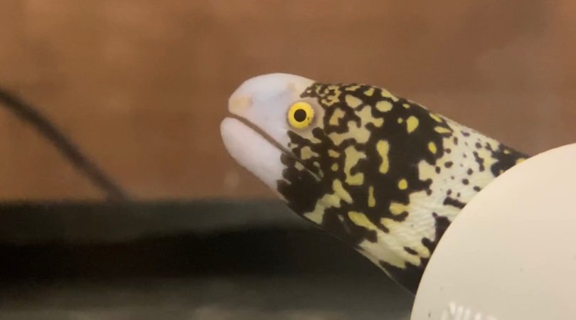 Moray eels enjoy surf ‘n turf with a surprise second set of jaws