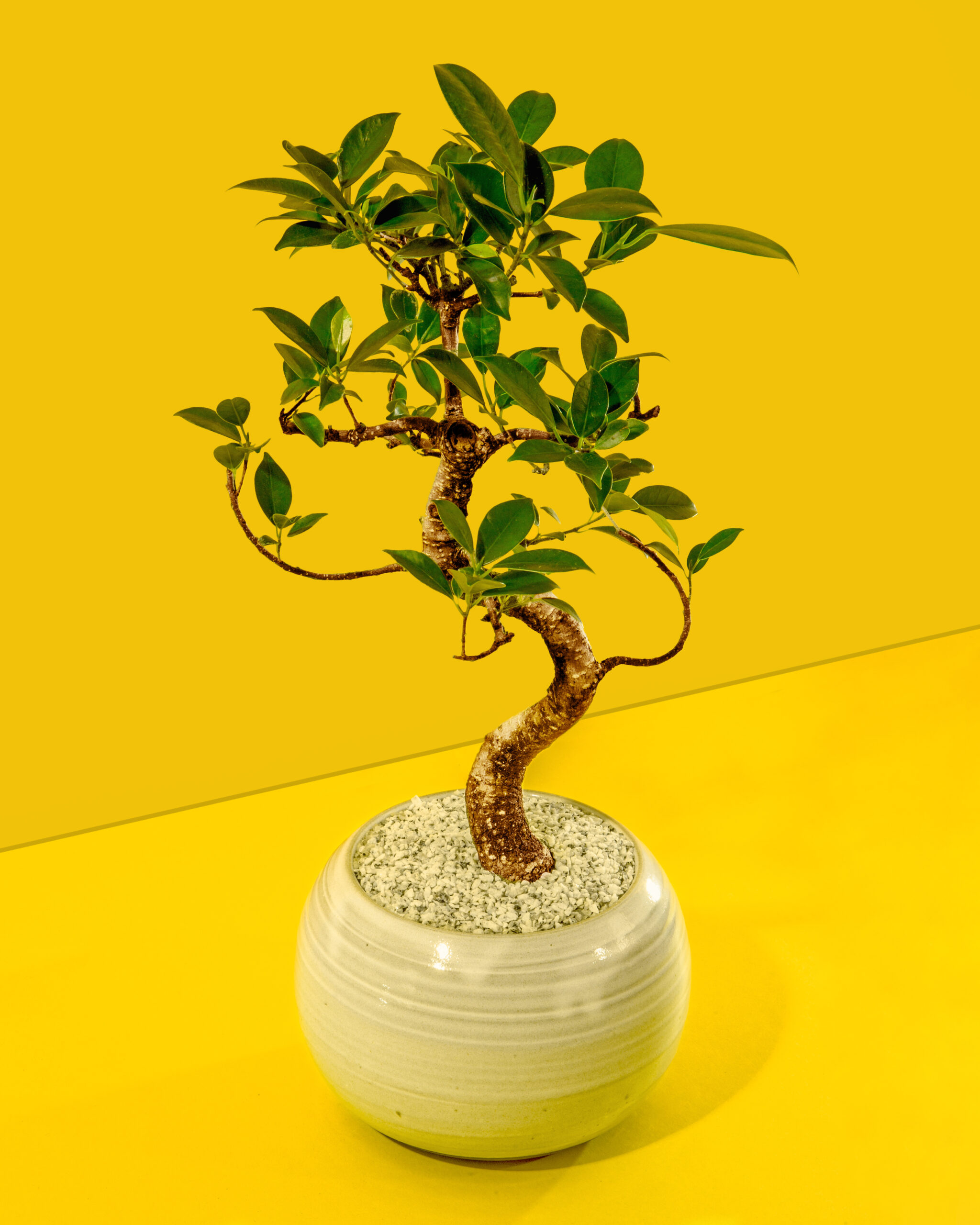 Chinese banyan bonsai tree on bright yellow