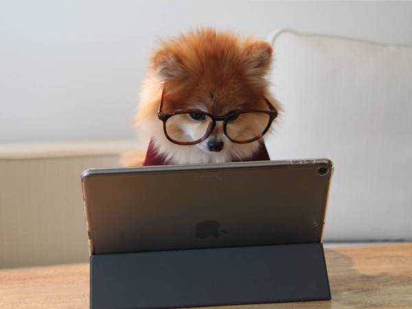 A pomeranian with glasses reads from an iPad