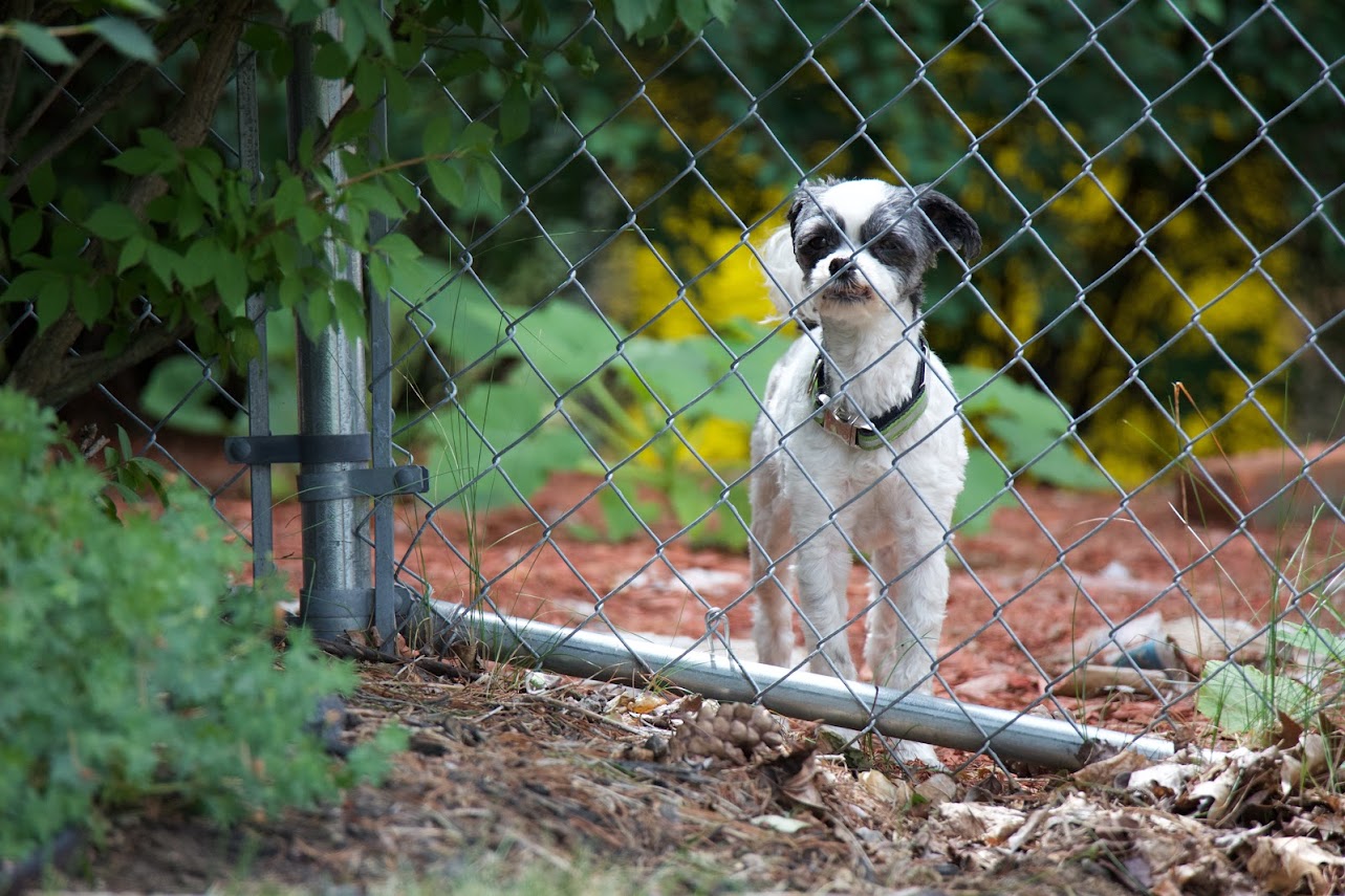 Best wet dog food of 2024 | Popular Science