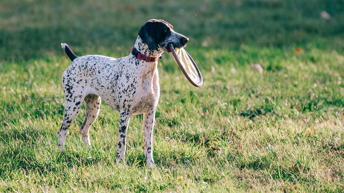 A shy dog is not always an introvert | Popular Science