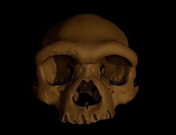 A 3-D rendering of a human-like skull faces forward against a black background. The skull is a tan color and has a pronounced brow ridge, large nose cavity, and square-ish eye sockets. The lower jaw is absent.