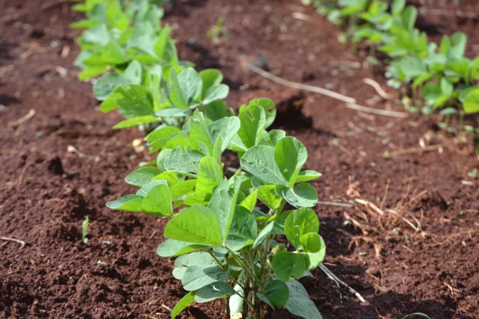 Young soybean crows in tilled soil