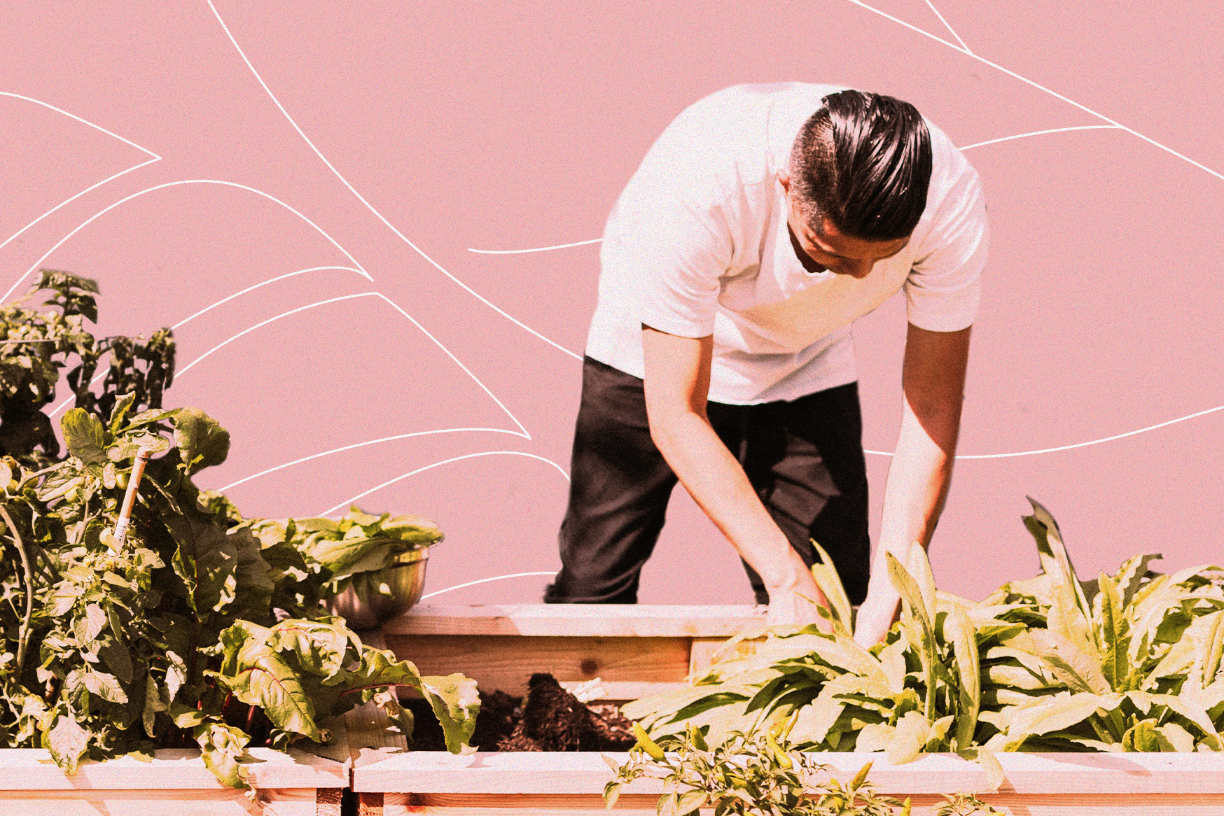 A person gardening in a wooden planter box.