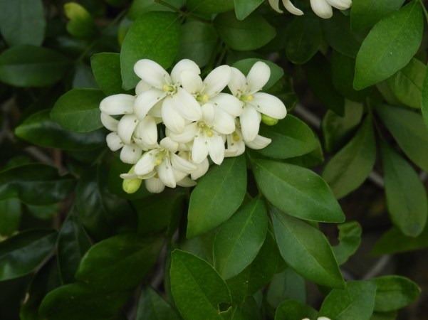 Orange jessamine flowers