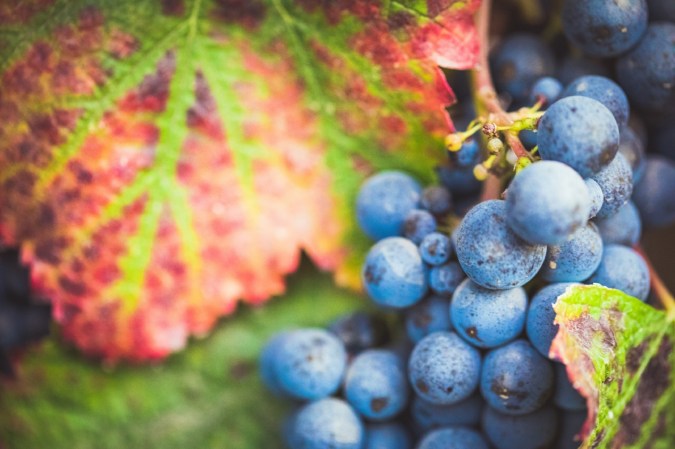 Purple wine grapes in a California vineyard