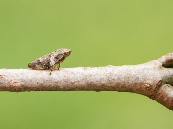 These insects have 80 times the suction power of an elephant and pee at an alarming rate