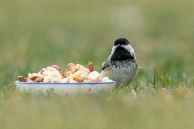 Wild birds don't need your backyard feeders to survive | Popular Science