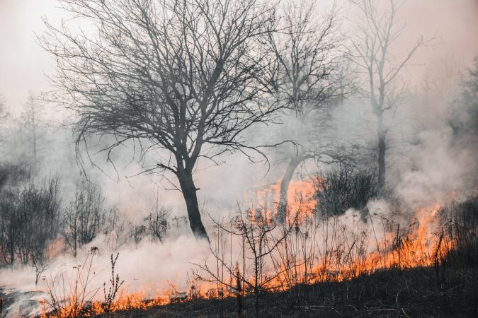 Wildfire in forest with smoke and flames.