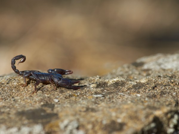 A brown scorpion on a light brown rock during the daytime.